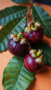 Ripe cherries hanging on a branch with green leaves.