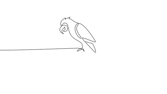 Single Continuous Line Parrot Path Tracing Animation Minimal Tropical Bird 4K