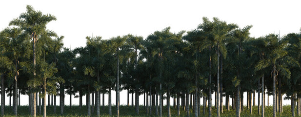 Fototapeta premium Syagrus sancona.001 tree line, Forest Edge, Backdrop cutout, isolate transparent background, Dense palm grove landscape with tall trees, lush tropical foliage, nature scene