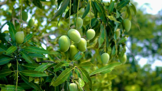 Close up of green mangoes on a tree branch in sunlight environment 4K video