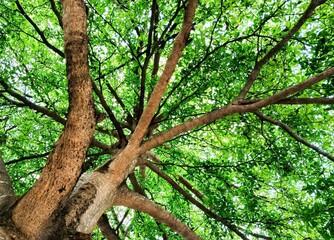 Fototapeta premium Looking Up at Green Foliage and Branches of Ketapang Kencana Tree