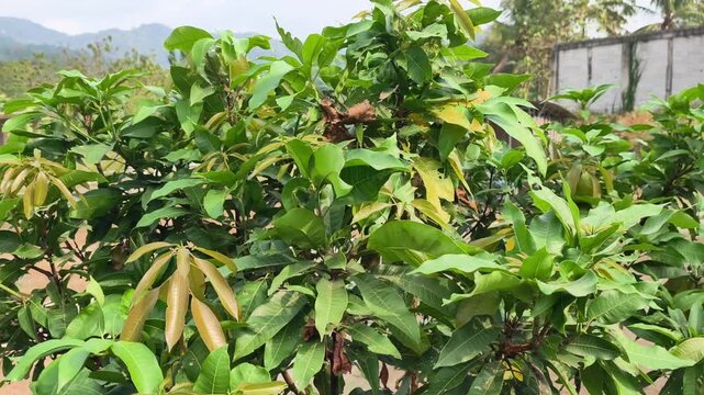 Lush green mango tree leaves swaying gently in a refreshing morning garden breeze
