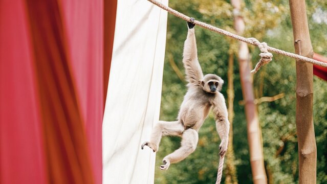 Silvery gibbon (Hylobates moloch) climbing and swinging trees branch in jungle in Sumatra, Indonesia
