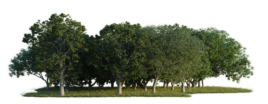 Albizia saman, Castanea sativa and Celtis australis tree line, Forest Edge, Backdrop cutout, isolate transparent background, Lush green trees with grass, perfect for landscape design, rendering