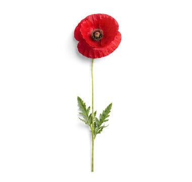 Red poppy flower with long green stem isolated on white background for botanical, floral, and spring design use, with poppy, flower, red, bloom detail