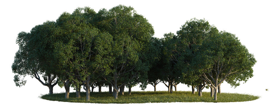 Cinnamomum camphora tree line, Forest Edge, Backdrop cutout, isolate transparent background, Lush Green Trees with Grassy Ground - Perfect for Nature Backgrounds and Landscape Designs