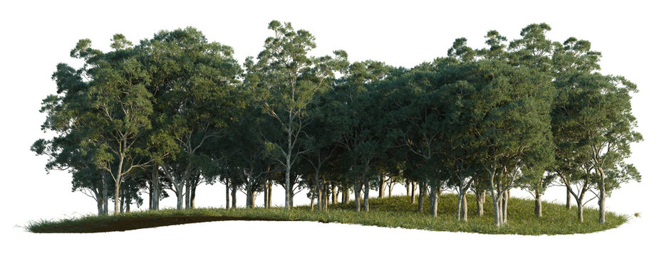 Eucalyptus saligna tree line, Forest Edge, Backdrop cutout, isolate transparent background, Dense Group of Eucalyptus Trees on Rolling Terrain - Nature Landscape for Outdoor Design