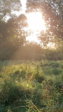 Golden Morning Sunlight Bursting Through Forest Trees with Low Fog 