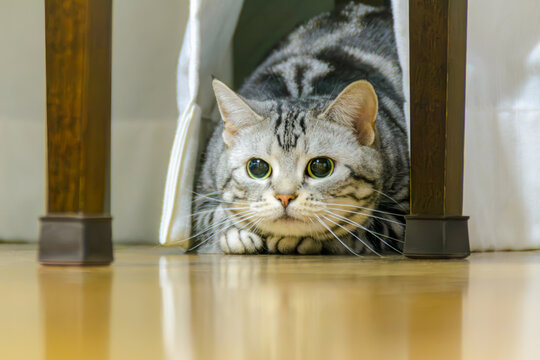 おもちゃを狙って今にも飛びかかりそうなアメリカンショートヘアの猫