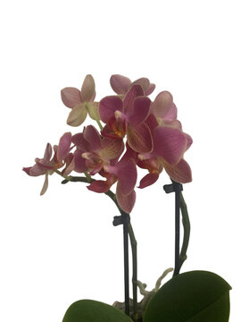 pink orchid delphinium plant transparent background