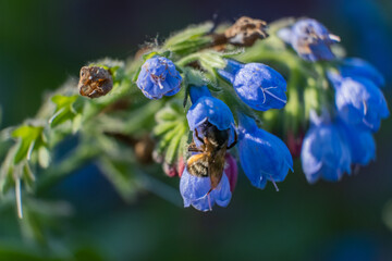 Bees gather nectar from blue flowers in a garden during springtime © Chris