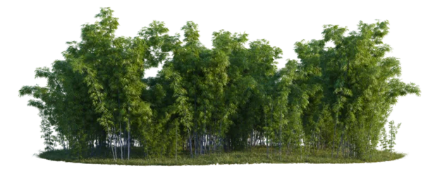 Fototapete Badezimmer Bambusa lako tree line, Forest Edge, Backdrop cutout, isolate transparent background, Dense bamboo grove with lush green foliage against a black background, nature stock photo.  © DH Tree Stock