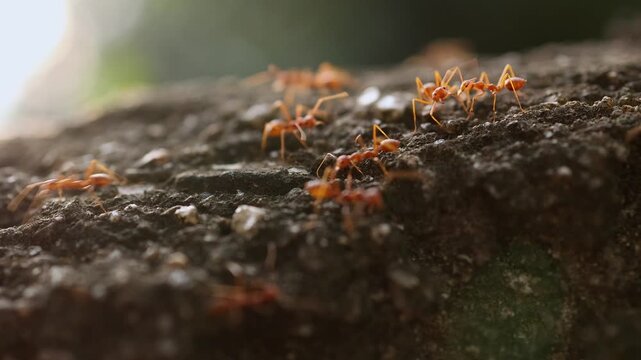 Macro view of red weaver ants carrying food together on rough tree bark surface. Close up of tropical worker ants team working in group, wildlife nature and insect teamwork concept.