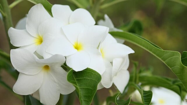 Cluster of white plumeria pudica flowers with yellow center blooming in tropical garden. Close up of bridal bouquet floral blossom with green leaves in nature outdoor park, exotic flora concept.