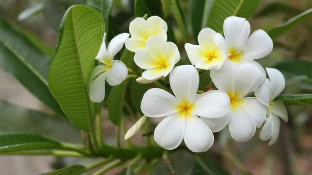 Cluster of white plumeria pudica flowers with yellow center blooming in tropical garden. Close up of bridal bouquet floral blossom with green leaves in nature outdoor park, exotic flora concept.