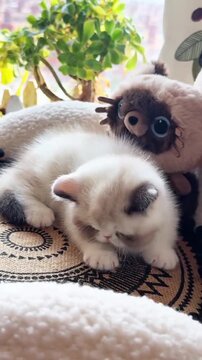 Fluffy kitten playing with a toy in this adorable motion video clip showcasing soft fur and curious feline animal behavior
