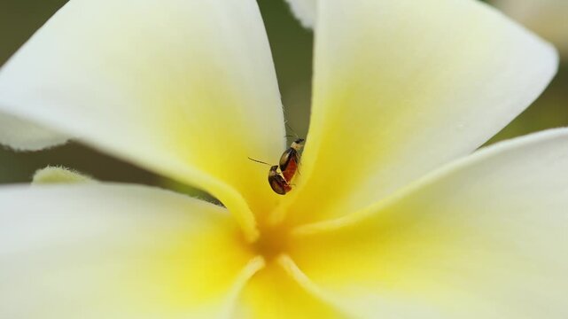 Cluster of white plumeria pudica flowers with yellow center blooming in tropical garden. Close up of bridal bouquet floral blossom with green leaves in nature outdoor park, exotic flora concept.