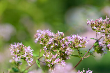 Obraz premium Bee Collecting Pollen from the Center of an Oregano Flower