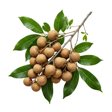 Fresh longan fruit bunch with green leaves, tropical Dimocarpus longan on branch, organic sweet longan berries isolated on white background