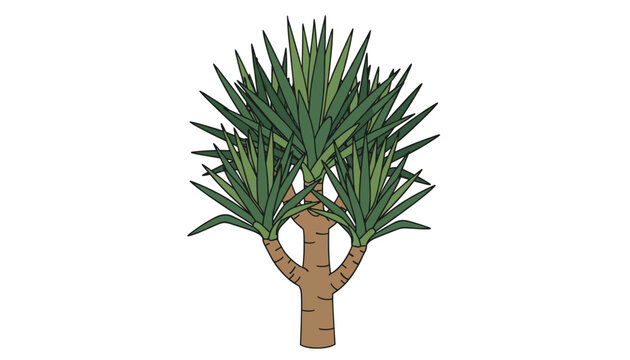 Illustrated green dragon tree, also known as yucca or dracaena, with thick brown trunks and sharp pointed leaves.