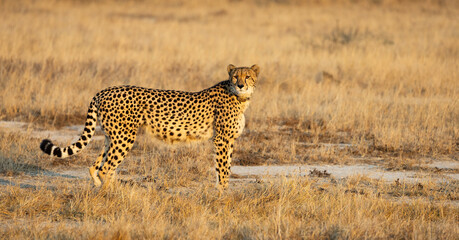 A cheetah in golden light © Jurgens