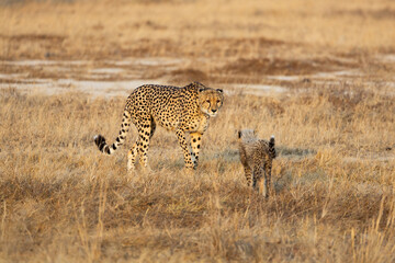 a cheetah mother with her small cubs © Jurgens