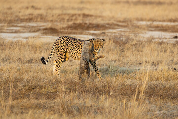 a cheetah mother with her small cubs © Jurgens