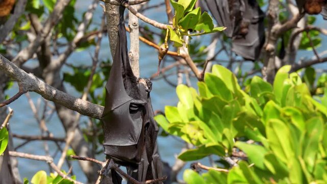 Yardie Creek bats clustered on branches creating scenic wildlife scene