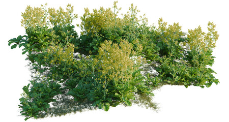 Obraz premium Brassica juncea tree line, Forest Edge, Backdrop cutout, isolate transparent background, Dense green shrubbery with yellow blooms against a black background for landscaping design.