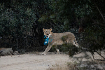 a young lioness with her kreepy krauly catch © Jurgens
