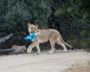 a young lioness with her kreepy krauly catch © Jurgens