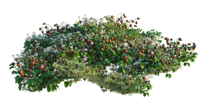 Fragaria tree line, Forest Edge, Backdrop cutout, isolate transparent background, Detailed Berry Bush with Ripe Fruit - High Resolution Stock Photo for Design and Botanical Use