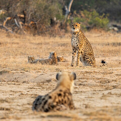 a spotted hyena watching the cheetah family © Jurgens