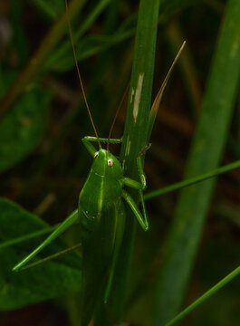 green grasshopper on a leaf