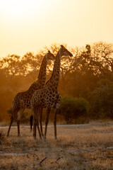 A silhouette of two big giraffes © Jurgens