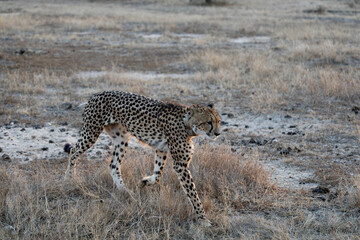 a fast cheetah running past © Jurgens