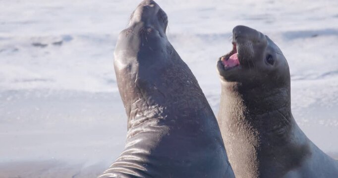 Young Male Elephant Seals Sparring on Beach