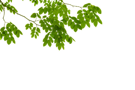 branch leaves or green leaf isolated. Tree Leaf Frame