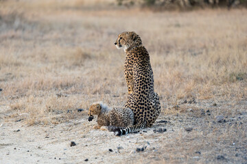 a cheetah mother with her small cubs © Jurgens