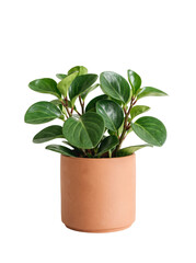 Fototapeta premium Peperomia Obtusifolia displaying thick rounded glossy green leaves