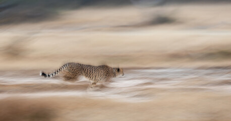 motion blur photo of a speeding cheetah © Jurgens