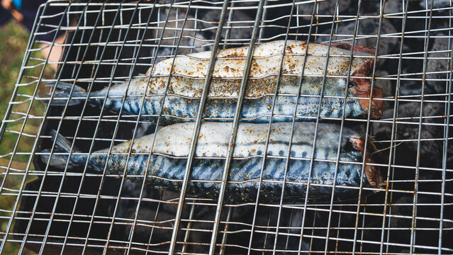 Two raw seasoned mackerel fish placed inside a stainless steel barbecue wire rack, grilling over burning charcoal. Outdoor cooking process during a picnic.