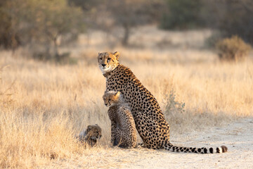 a cheetah mother with her small cubs © Jurgens