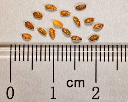 Tropical Sage, Salvia coccinea, seeds compared to metric scale.