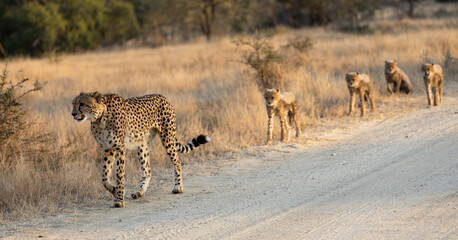 A cheetah family walking in a row © Jurgens
