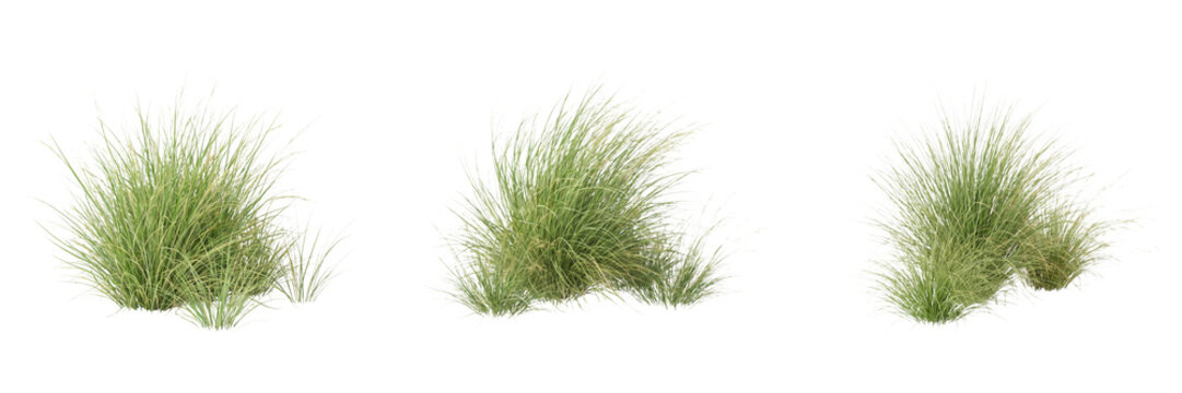 Three clumps of green grass isolated on transparent background