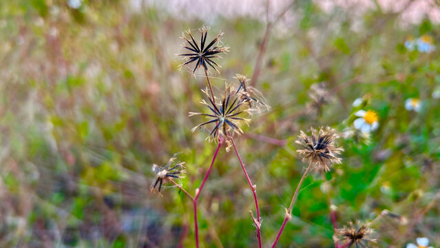 Close up of dry Bidens pilosa seeds with prickly burrs in a natural meadow during a sunny autumn afternoon