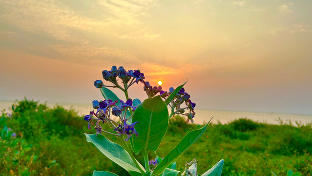 Purple Crown Flower Blooming in a Lush Coastal Meadow During a Serene Golden Hour Sunset Over the Calm Sea Horizon