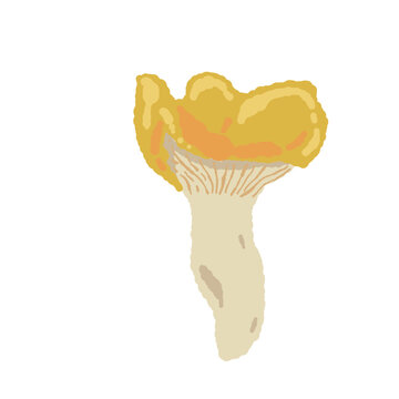 Single Chanterelle Mushroom Front View Variation Vector Illustration