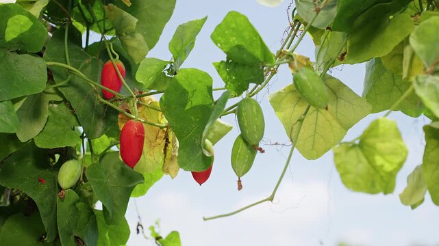 Ripening Tindora Fruits Hang From a Leafy Garden Vine Against Blue Sky, Showing Fresh Organic Produce and Natural Growth